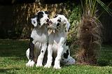 DOGUE ALLEMAND 224